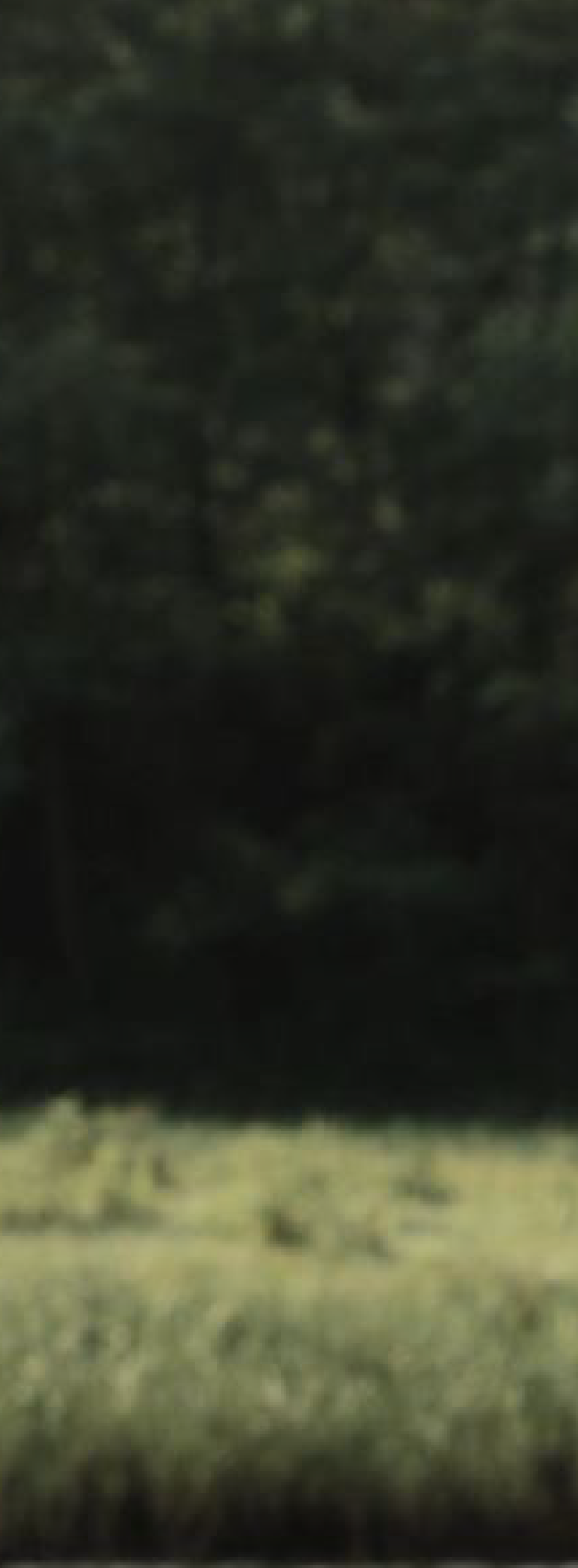 Forest Mobile Background